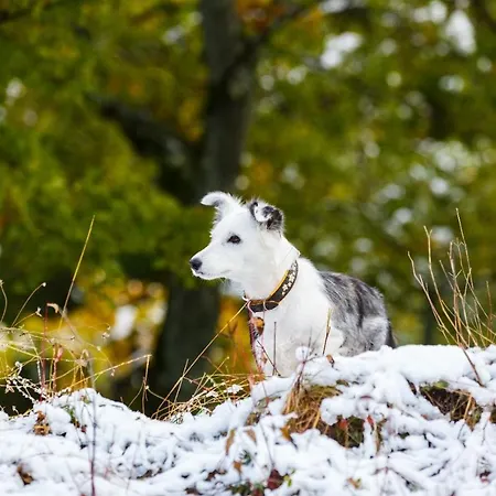 아파트 Kitzblick *