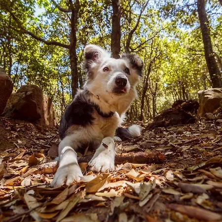 Kitzblick Lejlighed Piesendorf